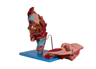 Model Kepala Anatomi Manusia Dengan Hidung Oral Pharynx Laring Cacities
