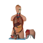 20 Bagian Model Anatomi Manusia PVC Torso Dengan Kepala Terbuka