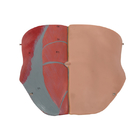 Warna Kulit Sexless Torso Model Anatomi Manusia Dengan Struktur Dalam