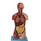 20 Bagian Model Anatomi Tubuh Tanpa Kelamin Dengan Organ Dalam