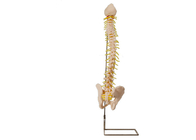 Pelatihan Medis Model Kolom Vertebra Anatomi PVC Dengan Panggul