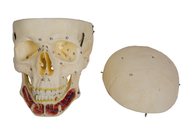 Model Tengkorak Manusia Berwarna Sinus Cranial Untuk Pelatihan
