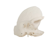 Model Tulang Temporal Anatomi Manusia Untuk Pelatihan Sekolah Kedokteran