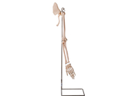Bagian Lengan Realistis Model Anatomi Manusia Tulang Kerah ISO 45001
