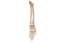 Palm Elbow Joint Anatomy Radial Bone Untuk Pelatihan Medis