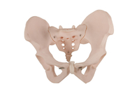 Model Anatomi Manusia Panggul Wanita ISO 14001 Dengan Bahan PVC