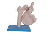OEM Joint Bone Model Anatomi Manusia Warna Kulit PVC