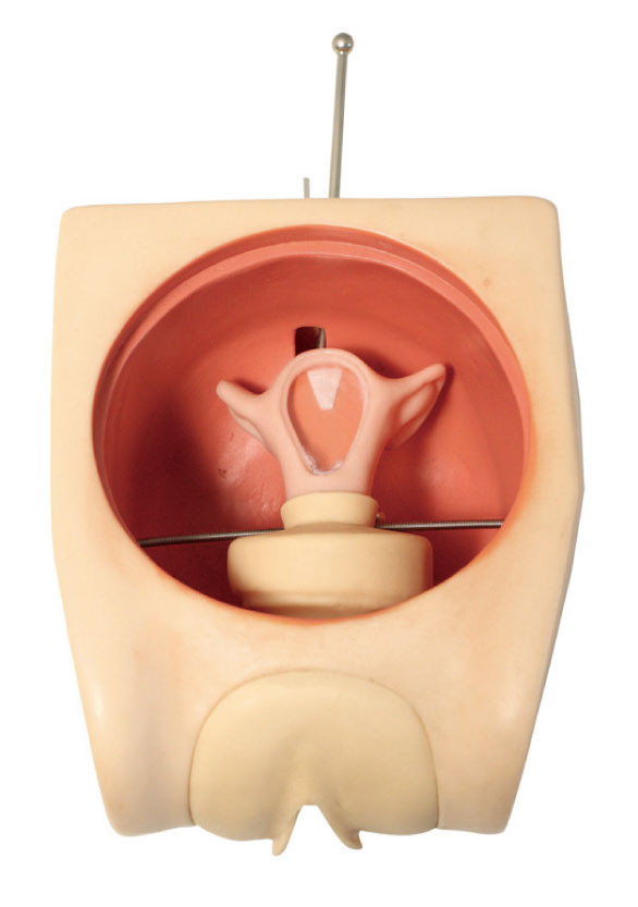 Akurat Anatotical Uterus Gynecologic Simulator Model Pelatihan Keterampilan Kontrasepsi Wanita
