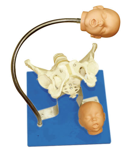 Persetujuan CE Gynecologic Simulator pelvis dengan kepala janin untuk alat pendidikan