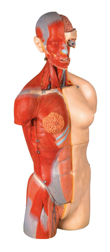 32 bagian dual sex torso Human Anatomy Model 85cm Orang internal dengan punggung terbuka