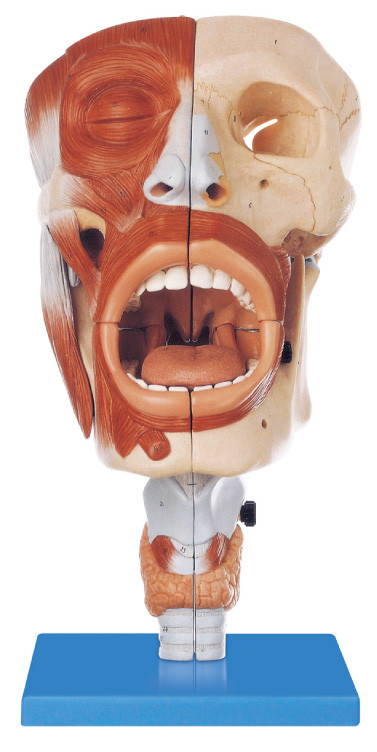 Model Human Anatomy PVC ramah lingkungan Nasal, Oral 113 posisi ditampilkan model pelatihan