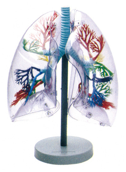 Bahan lingkungan Human Anatomy Model paru transparan untuk pendidikan sekolah