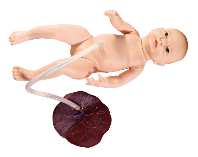 Small Female Neonate dengan pelatihan simulasi keperawatan tali pusat Fetal Model