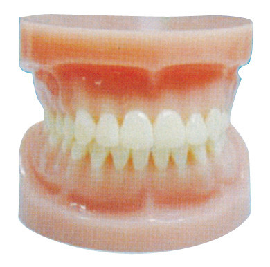 Standard Full - mouth Human Teeth Model for Dental Hospital and Medical