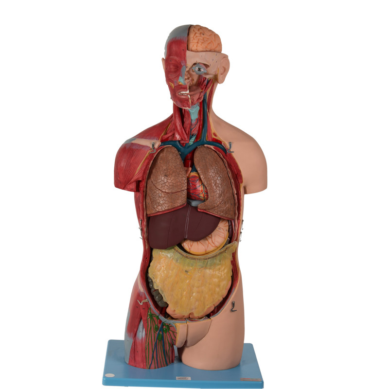 20 Bagian Model Anatomi Tubuh Tanpa Kelamin Dengan Organ Dalam
