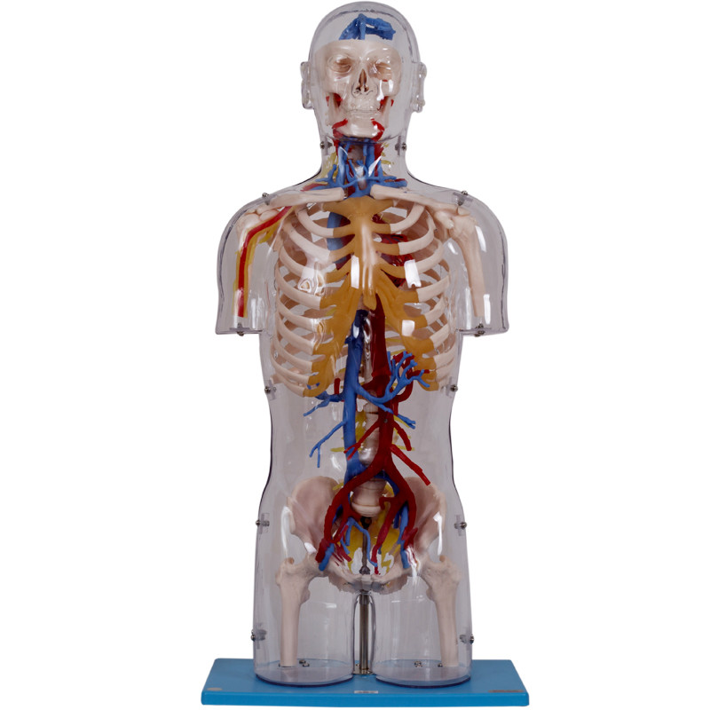 Model Anatomi Manusia Batang Tubuh Transparan Dengan Struktur Saraf Dan Pembuluh Darah