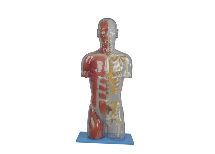 Transparan Setengah PVC Model Anatomi Manusia Sekolah Pelatihan Warna Kulit