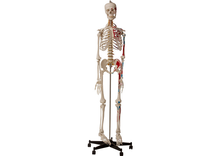 Perguruan Tinggi Anatomi Kerangka Manusia Dengan Otot Dan Ligamen