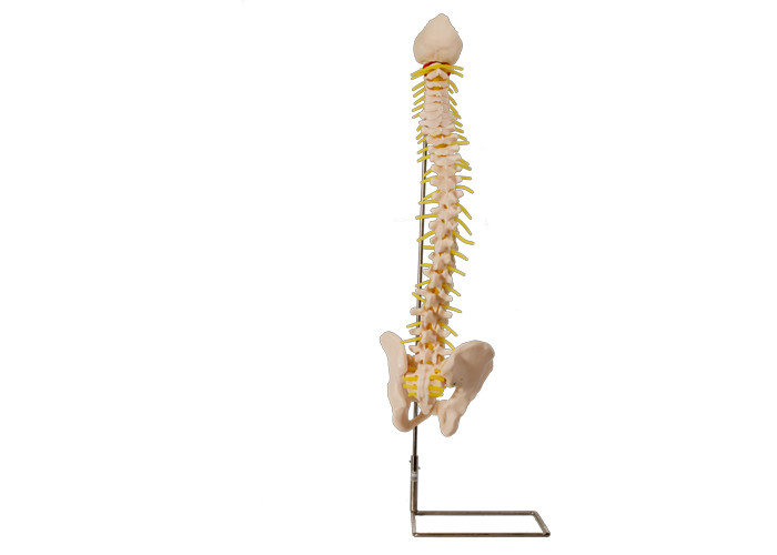 Pelatihan Medis Model Kolom Vertebra Anatomi PVC Dengan Panggul
