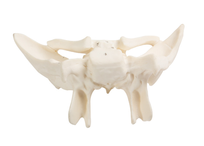 Model Tulang Anatomi yang Diperkuat Untuk Perguruan Tinggi Rumah Sakit