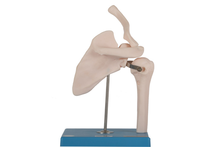 OEM Joint Bone Model Anatomi Manusia Warna Kulit PVC