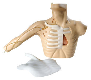 PICC line perawatan kesehatan simulasi dewasa torso dengan lengan untuk veinpuncture pusat