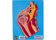 Model Anatomi Medis PVC Canggih Bagian Sendi Bahu untuk Pelatihan