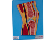 Model Bagian Sendi Lutut Anatomi Manusia untuk Pelatihan Pendidikan Sekolah