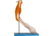 Model Sendi Siku Anatomi dengan Otot Fungsional untuk Pelatihan Sekolah
