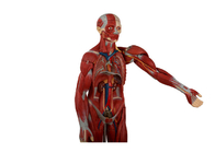 Model Anatomi Tubuh Manusia dengan Organ Dalam dan Punggung Terbuka untuk Pelatihan