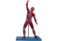 Otot Kecil Model Anatomi Pria dengan Stand untuk Pelatihan Sekolah Kedokteran