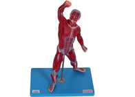 Otot Kecil Model Anatomi Pria dengan Stand untuk Pelatihan Sekolah Kedokteran