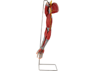 Model Anatomi Manusia PVC Lengan Dengan Saraf Pembuluh Utama