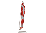 Model Anatomi Kaki Otot PVC Dengan Saraf Pembuluh Utama Untuk Pelatihan