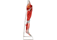 Model Anatomi Kaki Otot PVC Dengan Saraf Pembuluh Utama Untuk Pelatihan