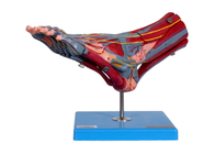 Otot Kaki Model Anatomi Manusia Dengan Saraf Pembuluh