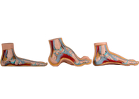 Model Kaki Anatomi Normal / Datar / Melengkung Untuk Pelatihan Medis