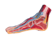 Model Anatomi Kaki PVC Bagian Sagittal Median Dengan Pembuluh Otot