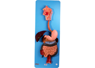 Model Sistem Pencernaan Anatomi PVC Baseboard Dengan Oragns