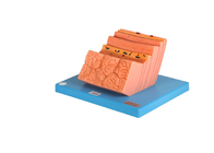 Pelatihan Rumah Sakit Model Anatomi Manusia Perut PVC Dengan Struktur Lapisan