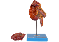 PVC Lampiran Caecum Model Anatomi Manusia 17 Posisi Untuk Pelatihan Medis