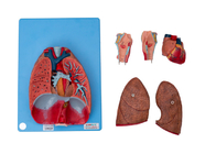 Anatomi Manusia Laring, Jantung, Paru-Paru, Pembuluh Darah untuk Pelatihan