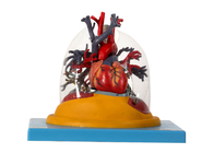 Model Anatomi Manusia Paru-paru Transparan, Trakea dan Pohon Bronkial dengan Hati
