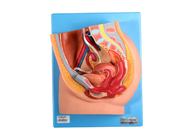 Model Pelvis Wanita PVC Dengan Organ Genital Untuk Pelatihan Sekolah Kedokteran