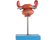 Anatomi Model Rahim Dengan Kandung Kemih Uterus Vagina Ureter Dan Ovarium