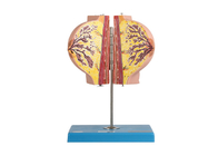 Model Payudara Pelatihan Anatomi Rumah Sakit Dengan 2 Bagian Dalam Masa Istirahat