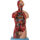 Warna Kulit Sexless Torso Model Anatomi Manusia Dengan Struktur Dalam