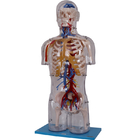 Pelatihan Perguruan Tinggi Model Anatomi Manusia PVC Ramah Lingkungan