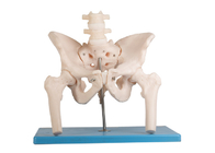 Model Anatomi Manusia Femoral Tulang Belakang Lumbar Dengan Penyangga
