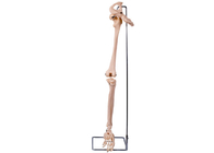 Model Tulang Pinggul Kaki Bagian Bawah PVC 3D Untuk Pelatihan Medis